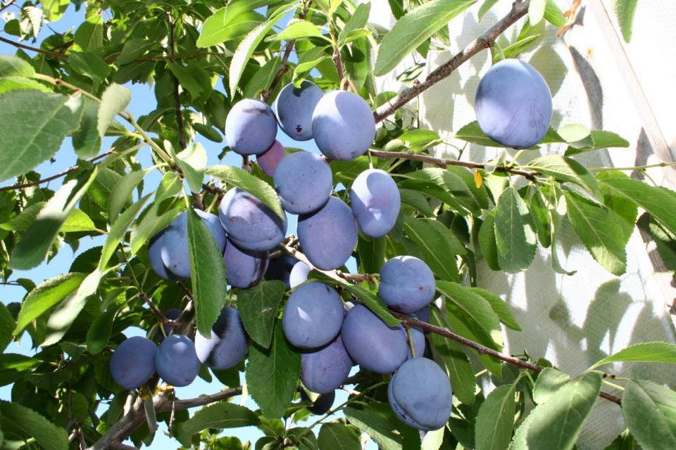 Nectarine, Pear and Plum Varieties