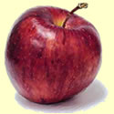 Cameo Apples available at Flinchbaugh's Orchard and Farm Market beginning in October.