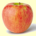 Honeycrisp apples are available at Flinchbaugh's Orchard & Farm Market late September.