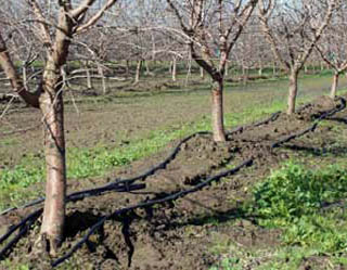 Flinchbaugh-Drip Irrigation