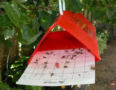 Flinchbaugh uses thes traps that measure insect populations