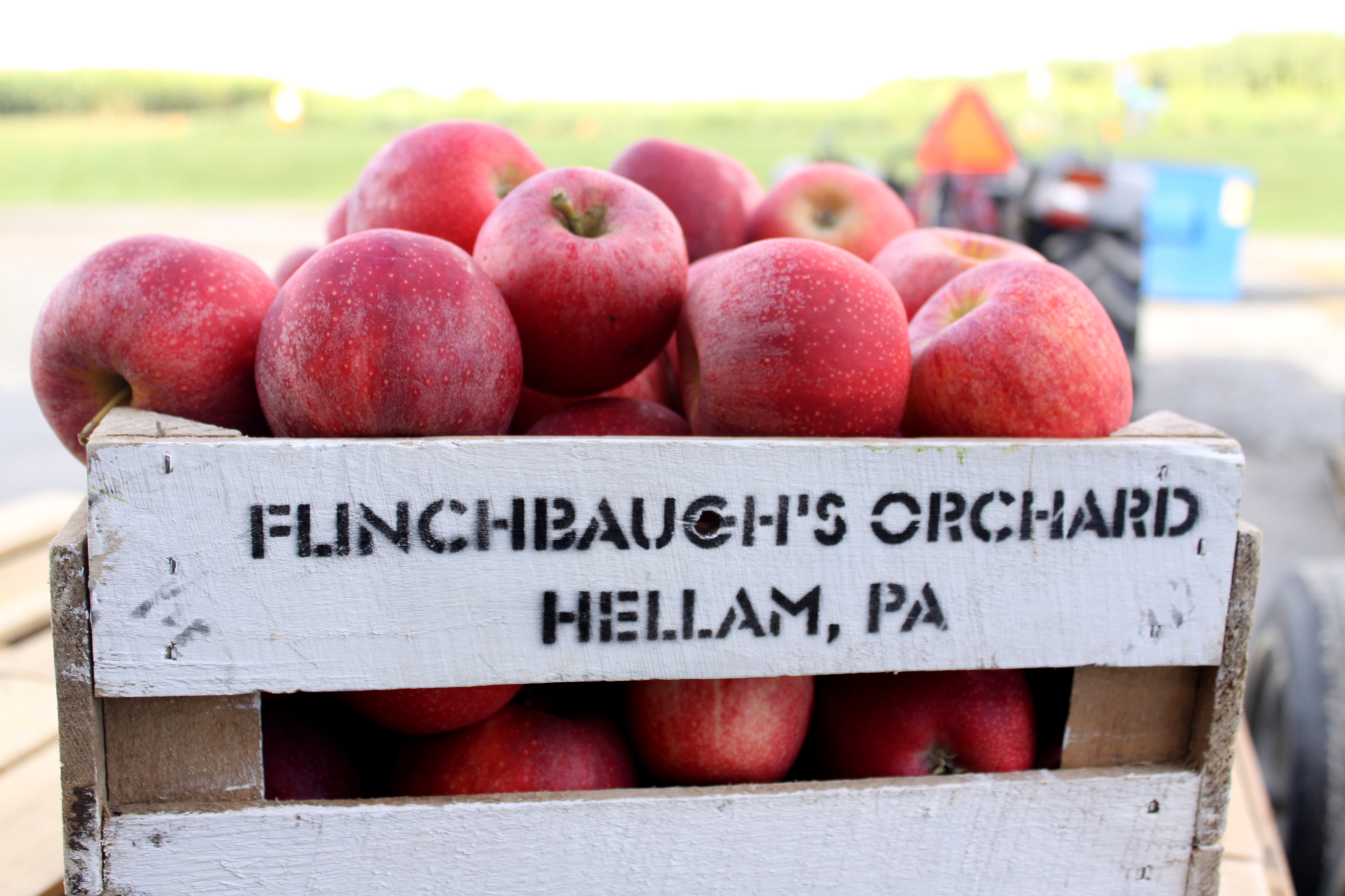 Gala apples just picked from the orchard at Flinchbaugh's Orchard & Farm Market.