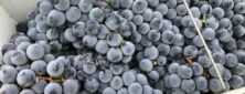 concord grapes