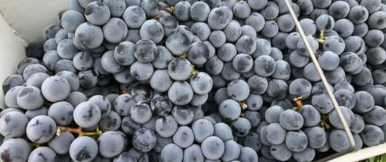 concord grapes