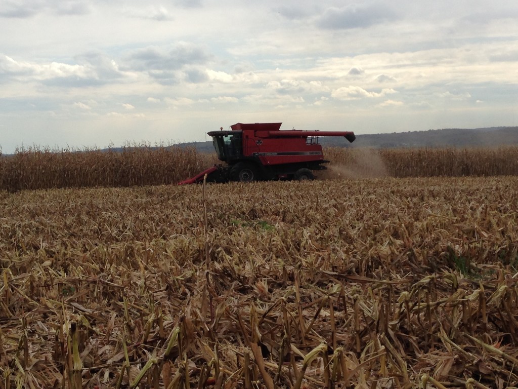 Ritchie harvesting (combining) corn in October