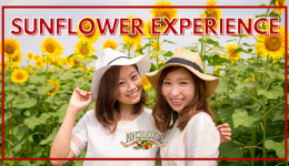Sunflower-Experience-Facebook-Event-Cover