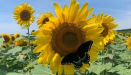 Sunflower with butterfly