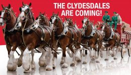 The Clydesdals are Coming
