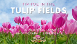 Tulips - Ticketspice 2024 (1920 x 960 px)