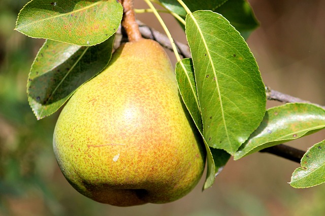 Nectarine, Pear and Plum Varieties