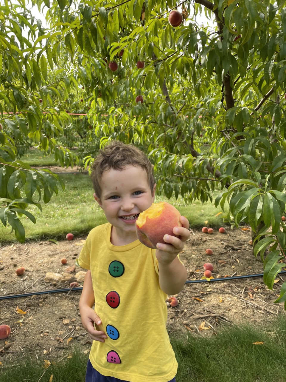Pick Your Own Peaches | Flinchbaugh's Orchard & Farm Market