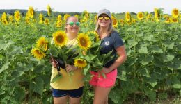sunflower - ladies in field